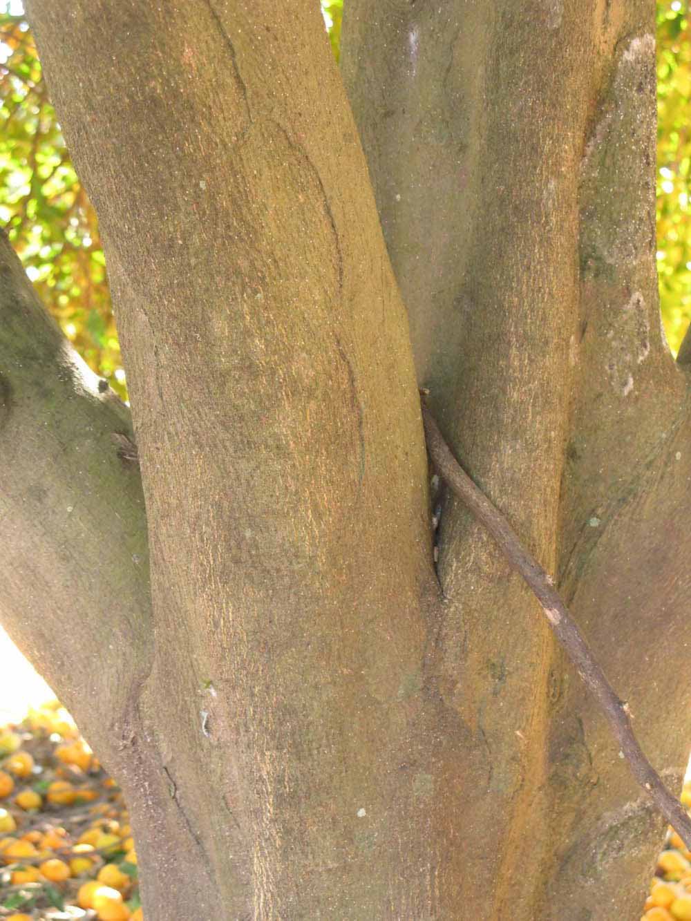              Bark (Winter Haven, FL)       